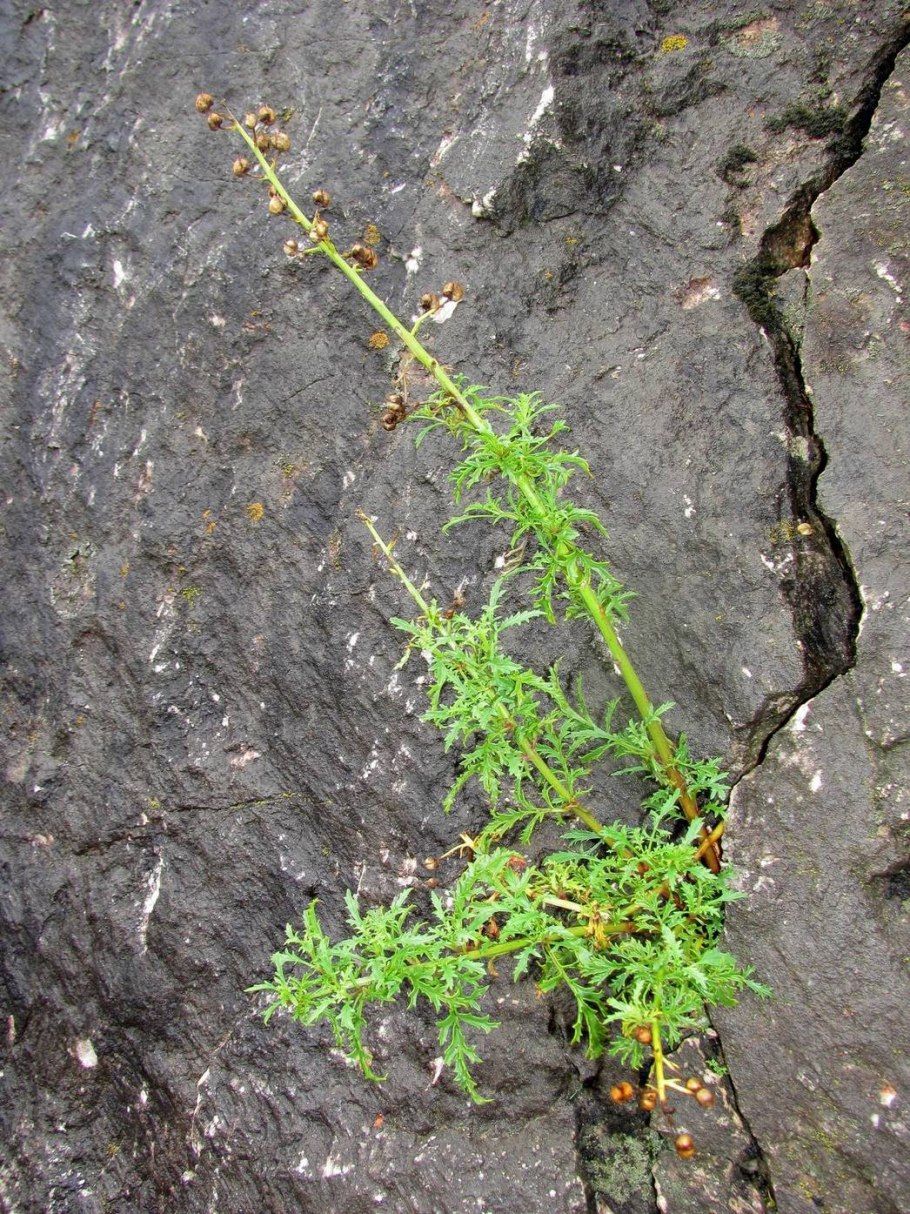 Норичник растопыренный