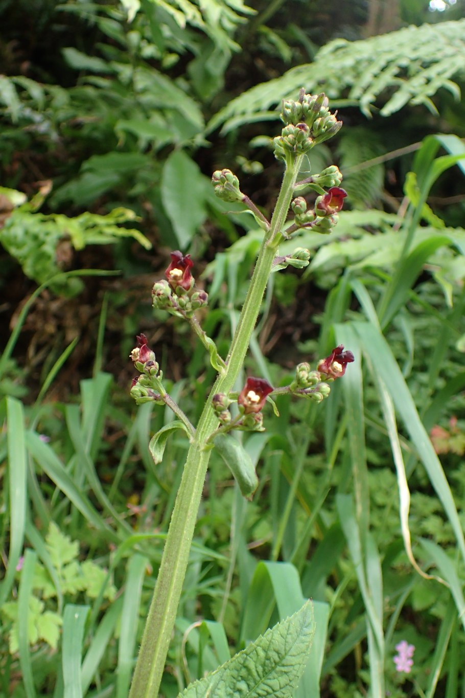 Норичник вырезной