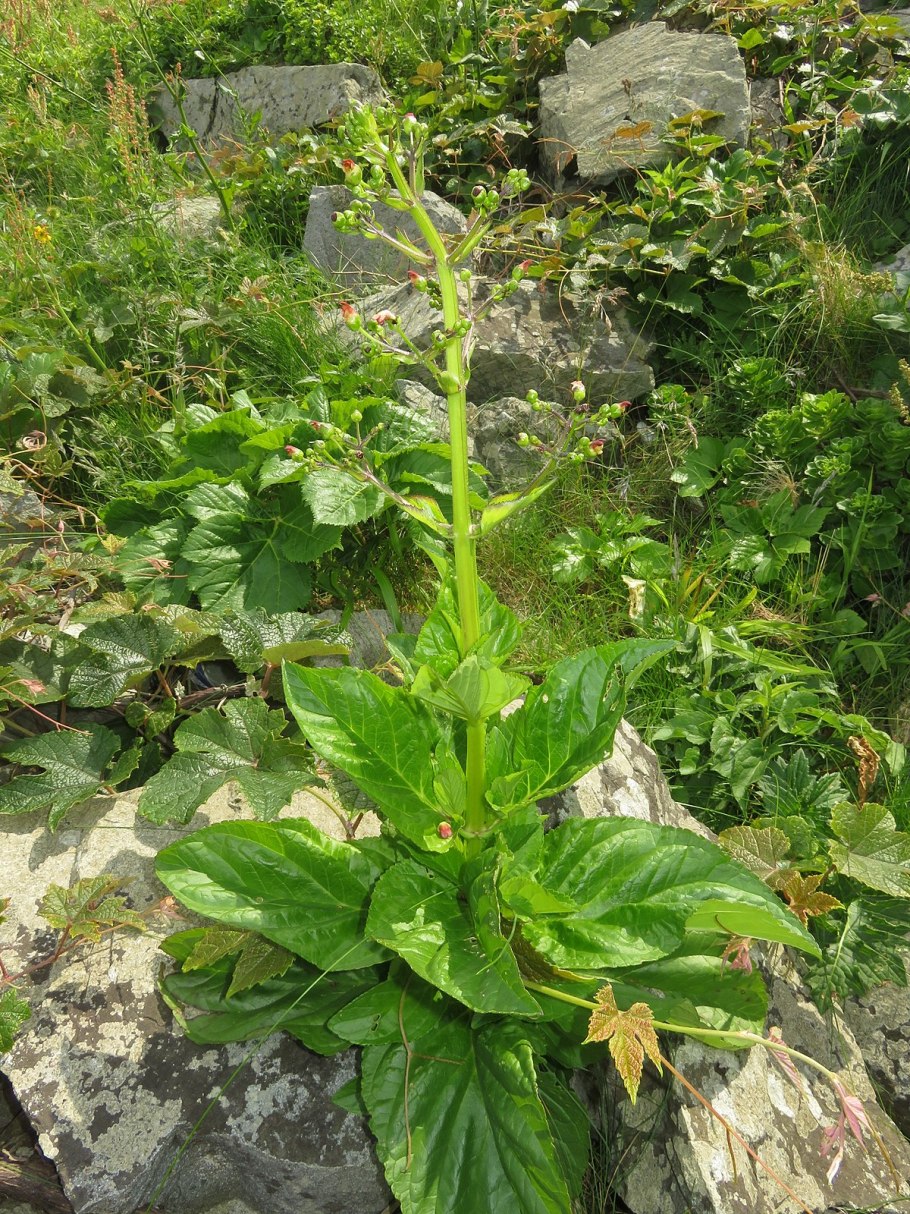 Норичник шишковатый