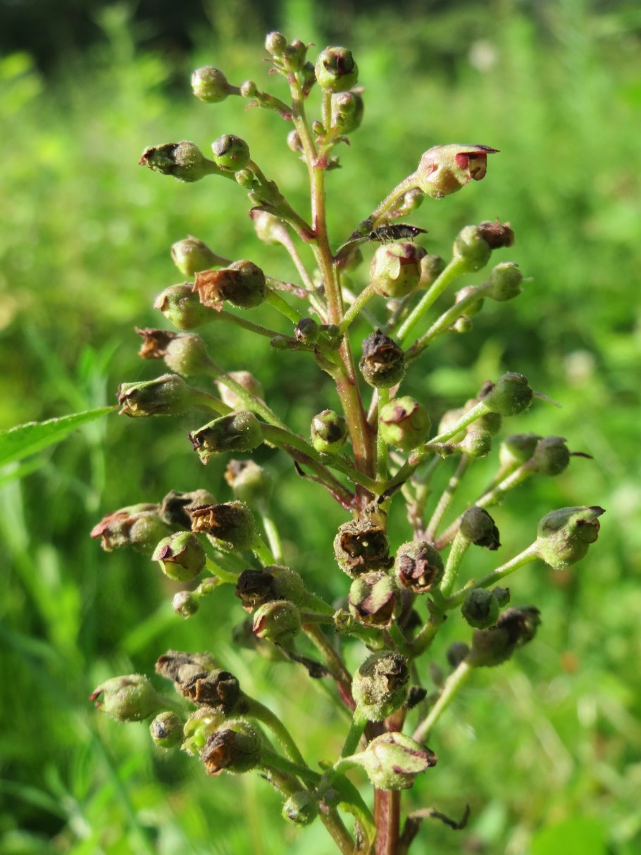 Норичник шишковатый (Scrophularia nodosa)