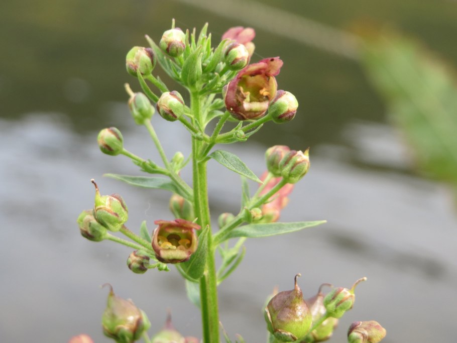 Норичник Сарептский
