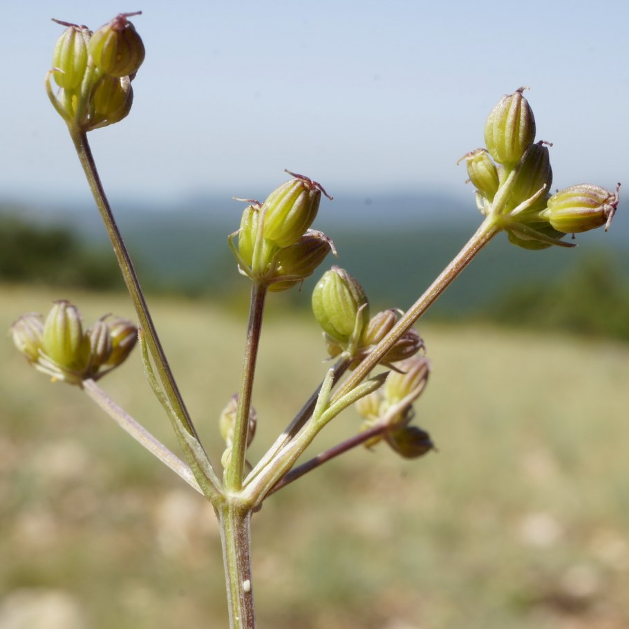 Норичник Скополи