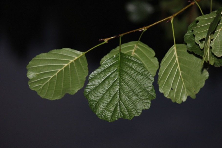 Ольха черная (Alnus glutinosa)