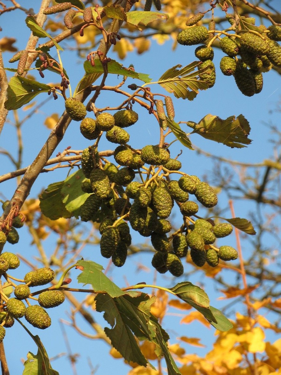 Ольха черная (Alnus glutinosa)