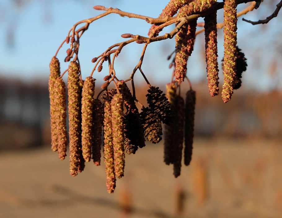 Ольха шишечки сережки