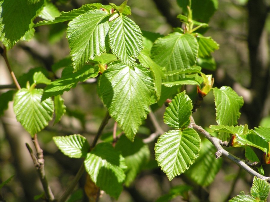 Ольха черная (Alnus glutinosa)
