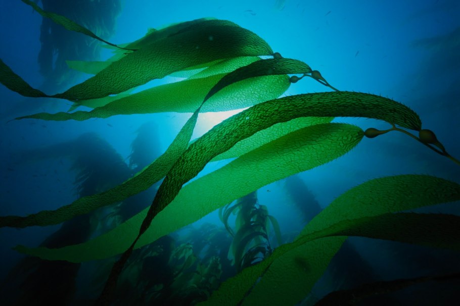 Blue-Green algae