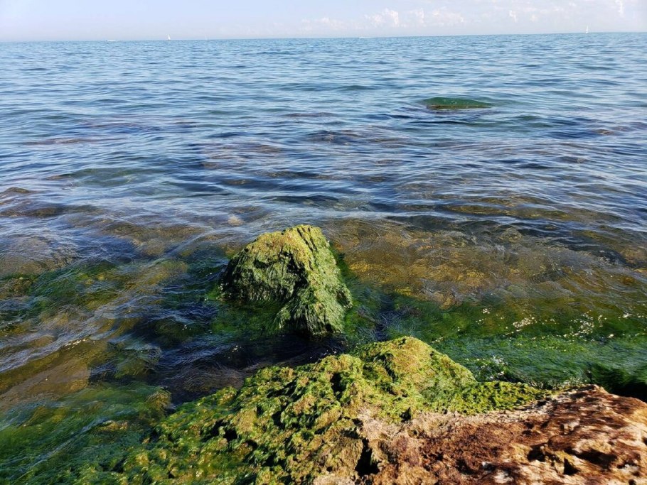 Бурые водоросли ламинария