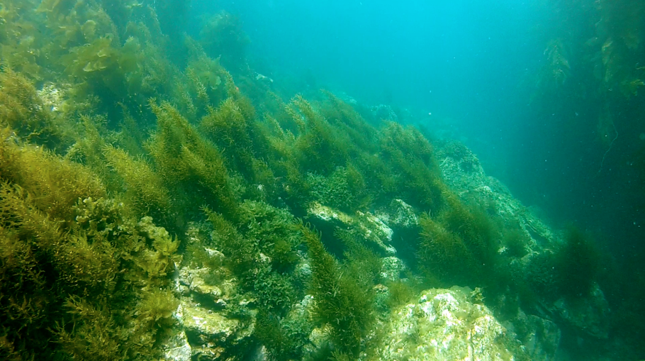 Морская трава