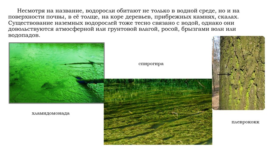 Размножение и многообразие водорослей