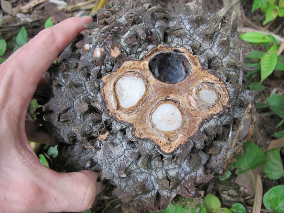 Пальмовый парк на Тенерифе