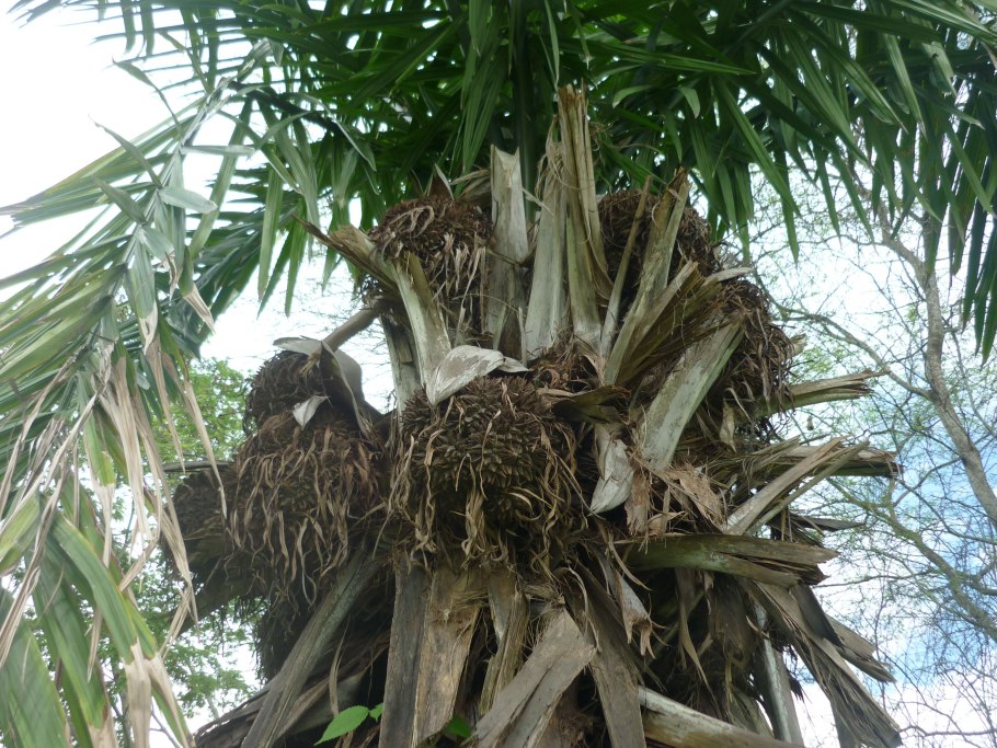 Phytelephas aequatorialis.