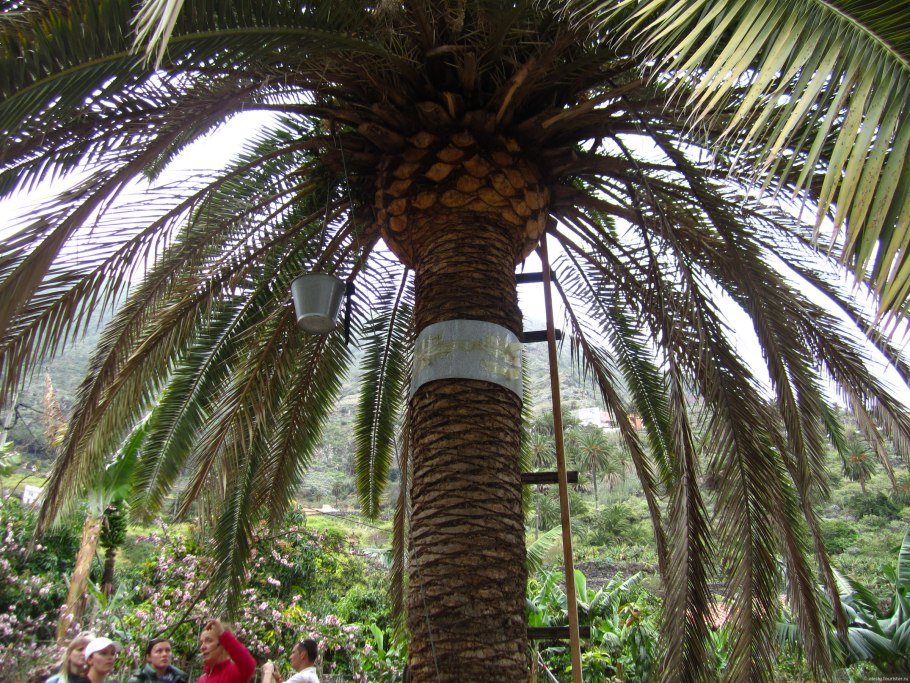 Пальма тагуа