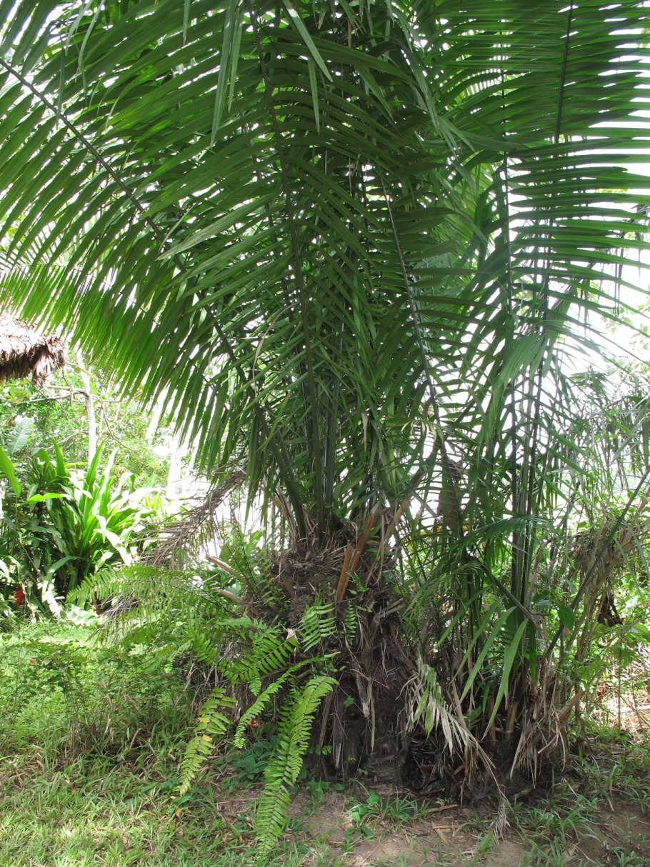 Орех пальмы тагуа