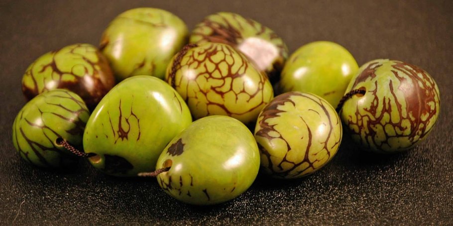 Орех слоновая кость