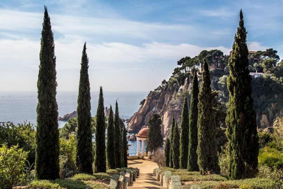 Кипарис сахарский