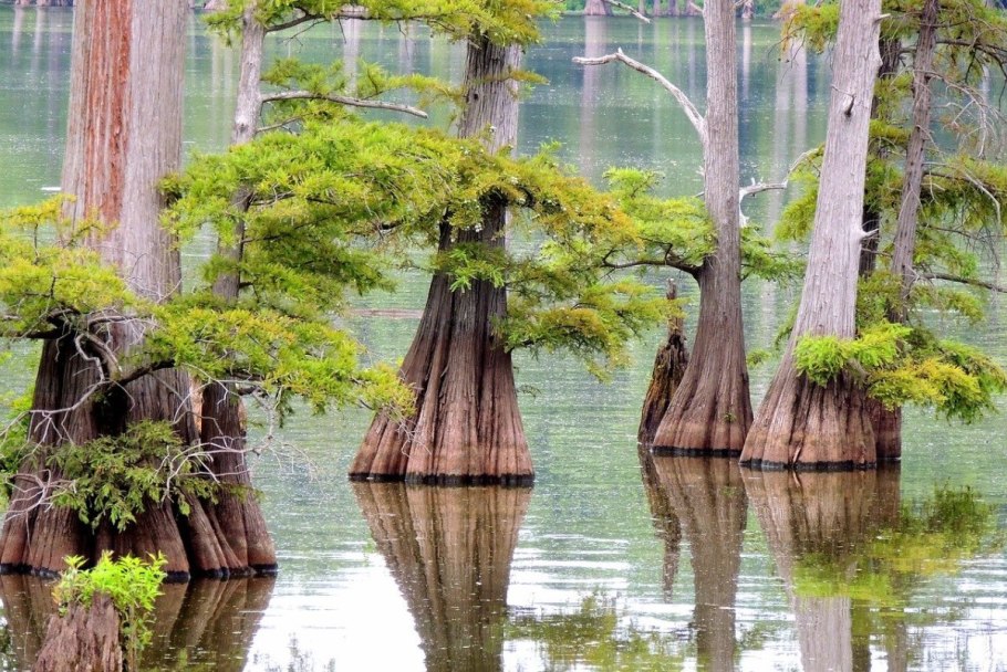 Кипарис вечнозеленый шишки