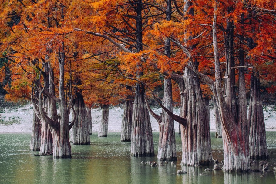 Кипарис пирамидальный