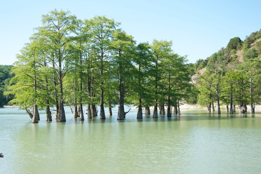 Кипарис вечнозеленый побег