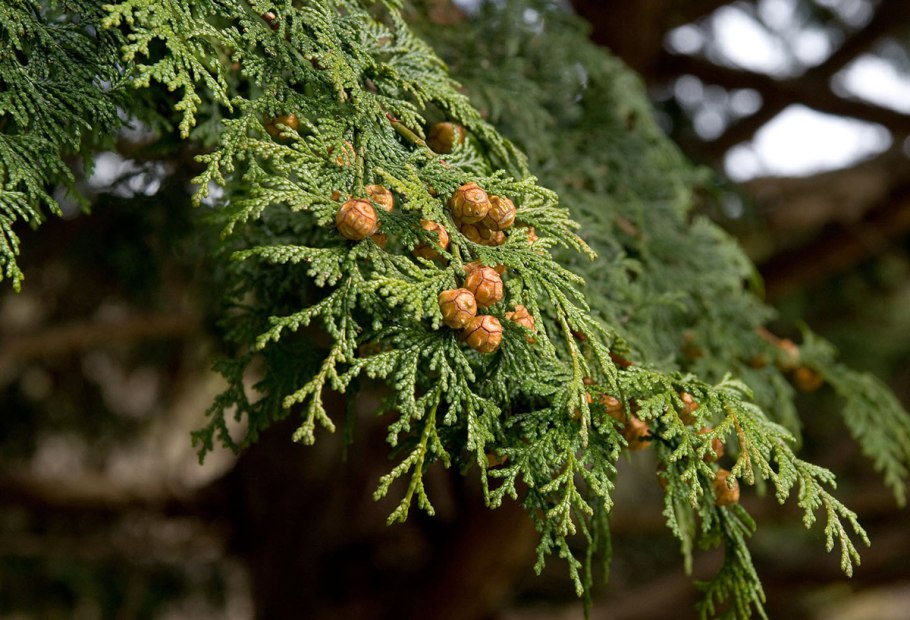 Кипарисовая аллея Италия