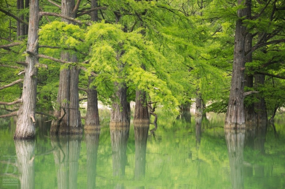 Кипарис вечнозеленый пирамидальный