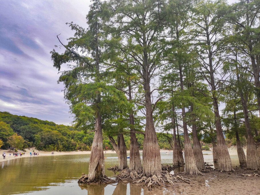 Кипарис вечнозеленый (Cupressus sempervirens)