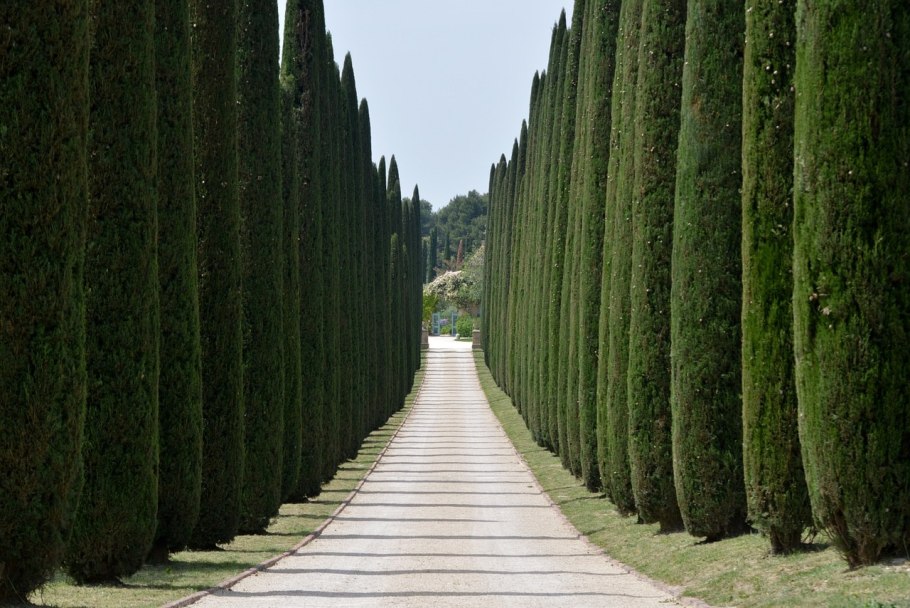 Кипарис Cupressus