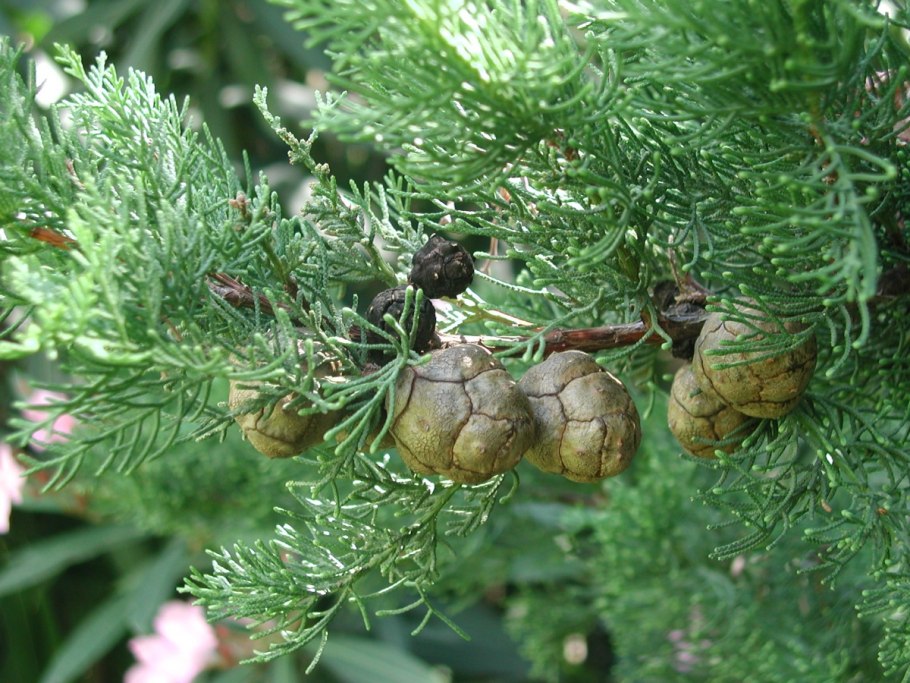 Кипарис вечнозеленый cupressus sempervirens