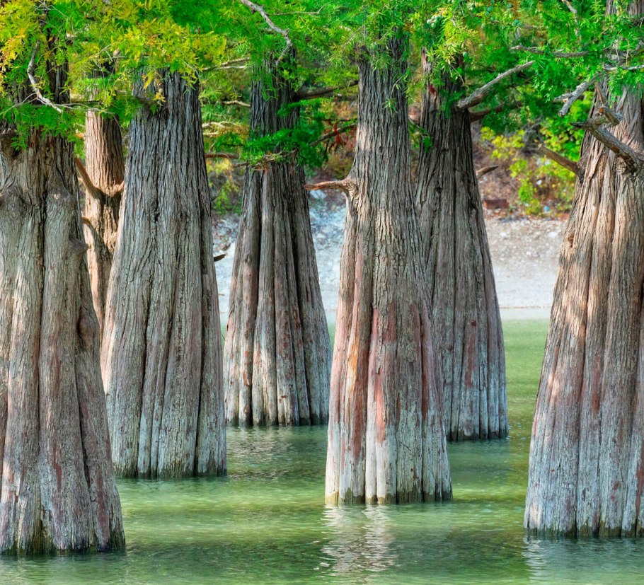 Озеро сукко кипарисовое