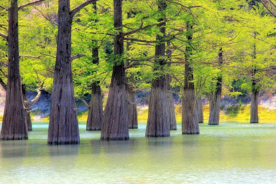 Туя Западная Смарагд (Thuja occidentalis Smaragd)