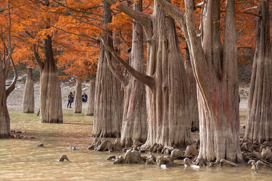 Сукко кипарисовое озеро