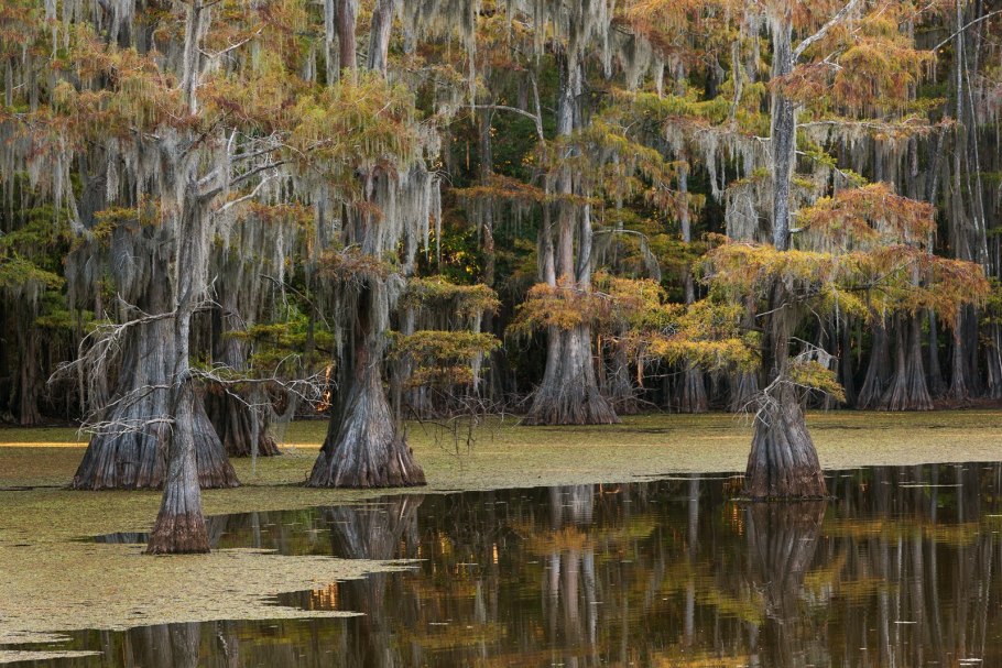 Болота манчак в луизиане