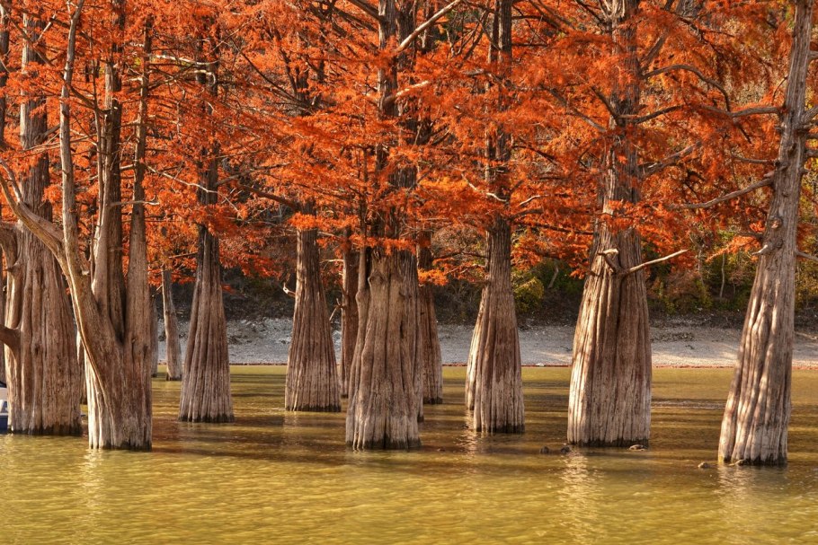 Озеро Каддо в Техасе