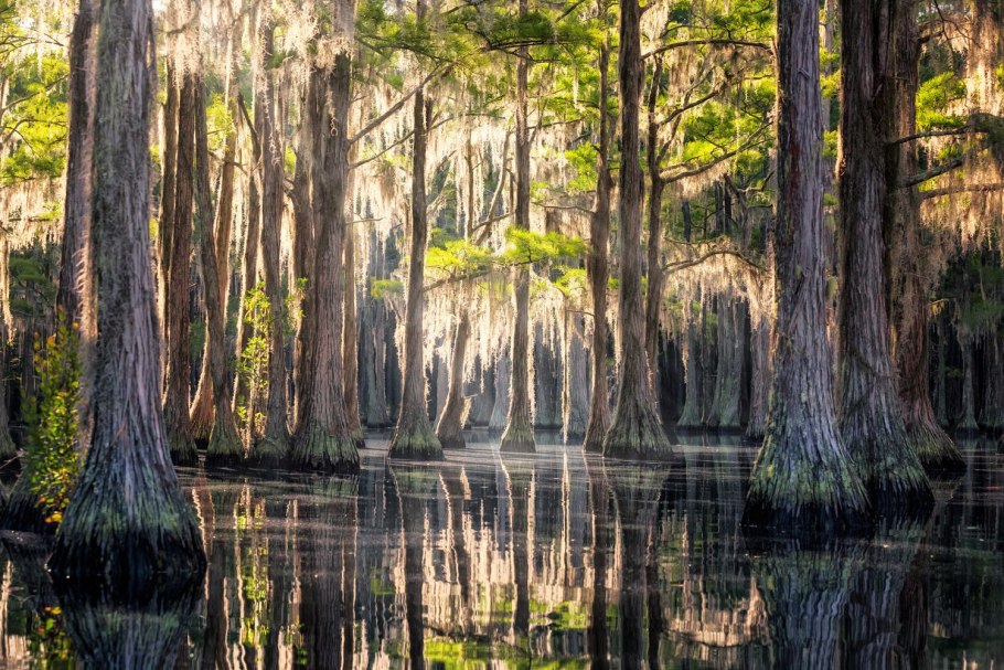 Озеро каддо сша