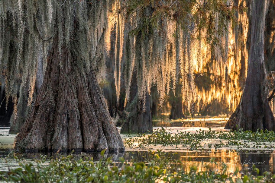 Болотный кипарис луизиана