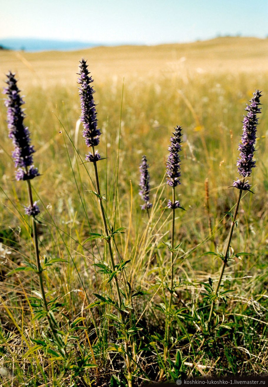 Схизонепета многонадрезанная