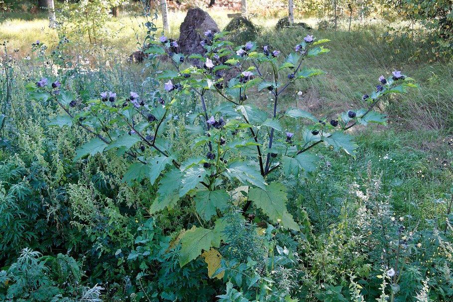 Восковник пурпурный