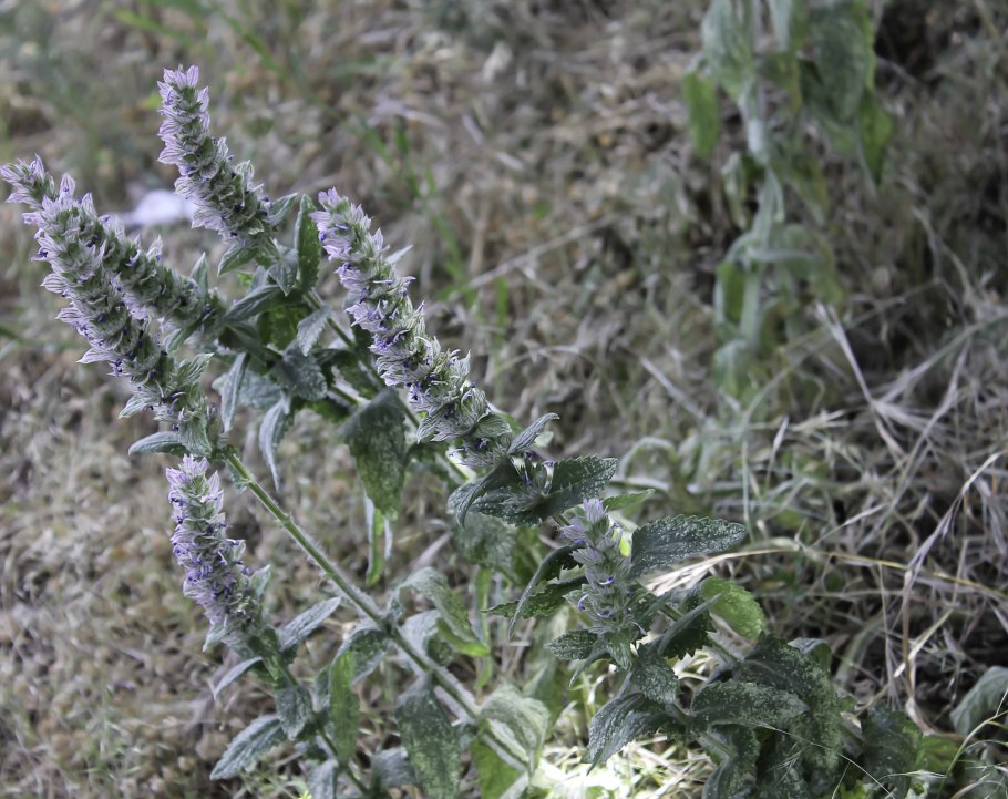Болотная мята омбало