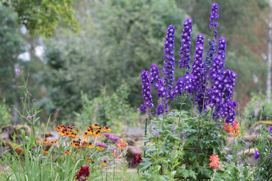 Шизонепета многонадрезная