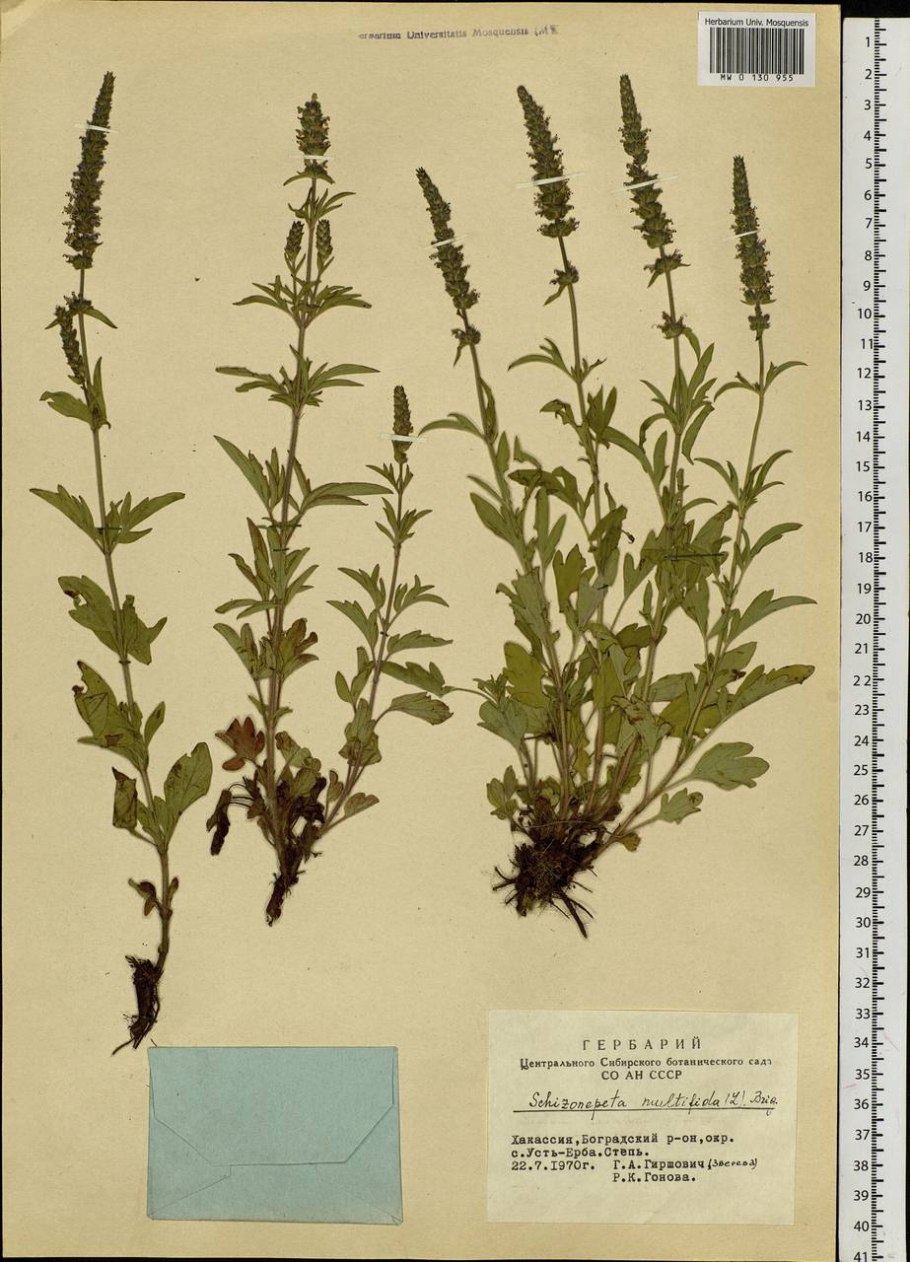 Schizonepeta multifida