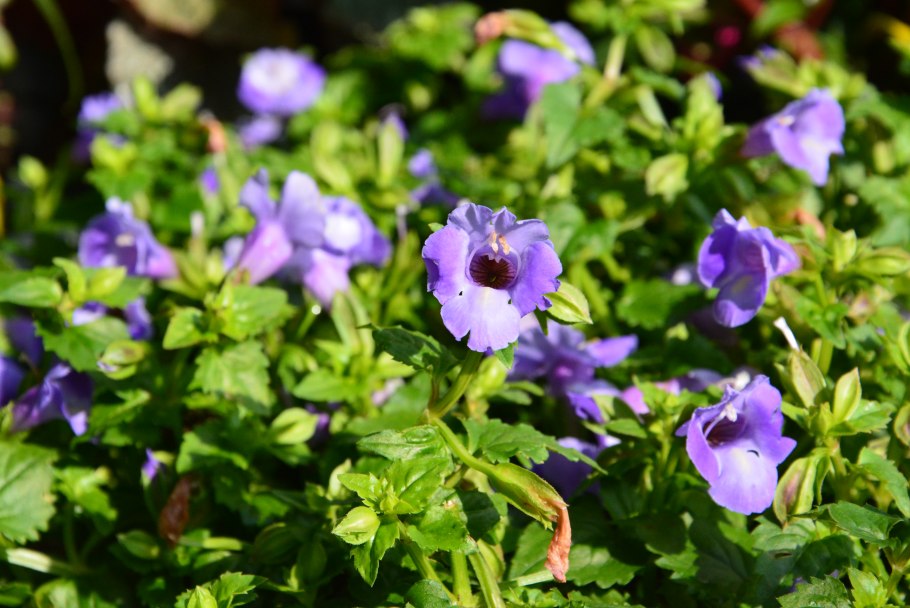 Лаванда шалфей Вереск