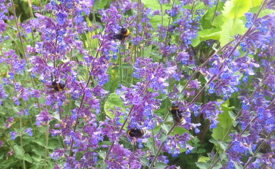 Иссоп дикий фото