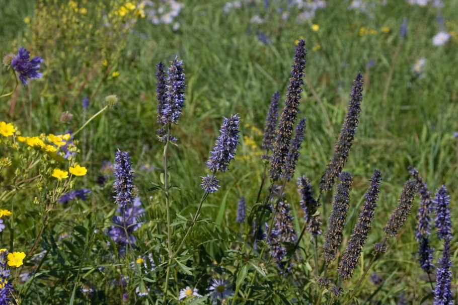 Схизонепета многонадрезанная