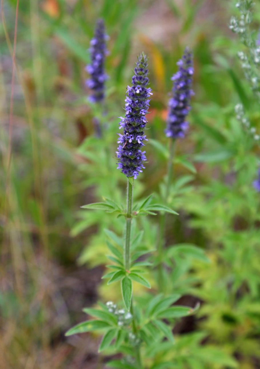 Амарант с бархатцами