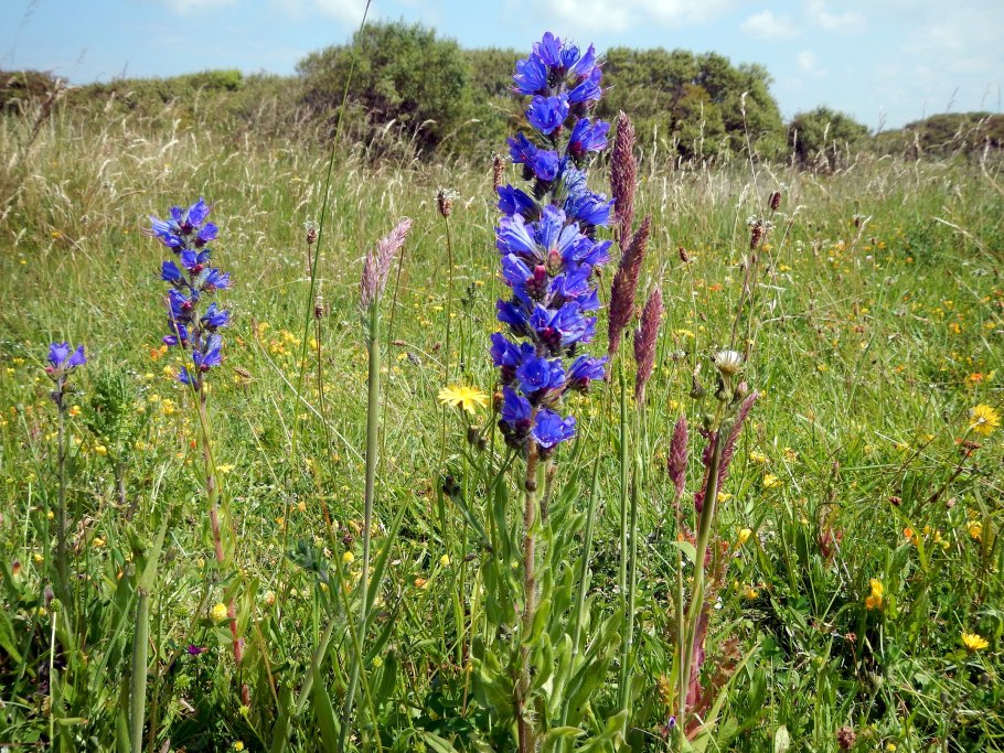 Схизонепета многонадрезанная