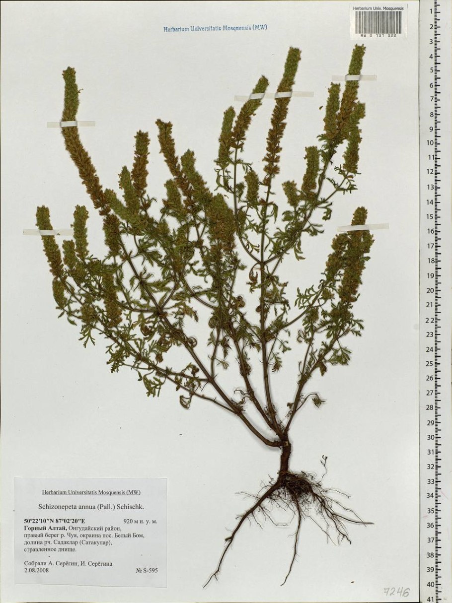 Schizonepeta annua. Фото