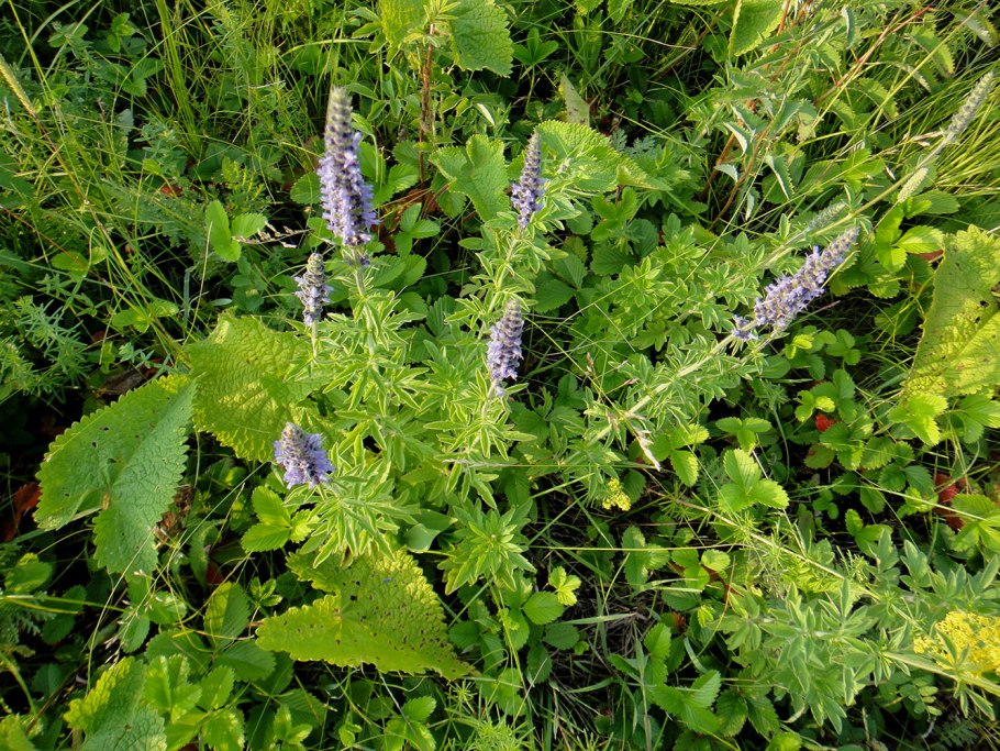 Схизонепета многонадрезанная