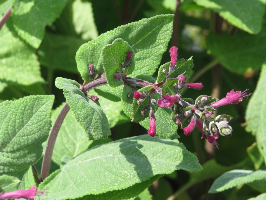 Котовник многонадрезанный