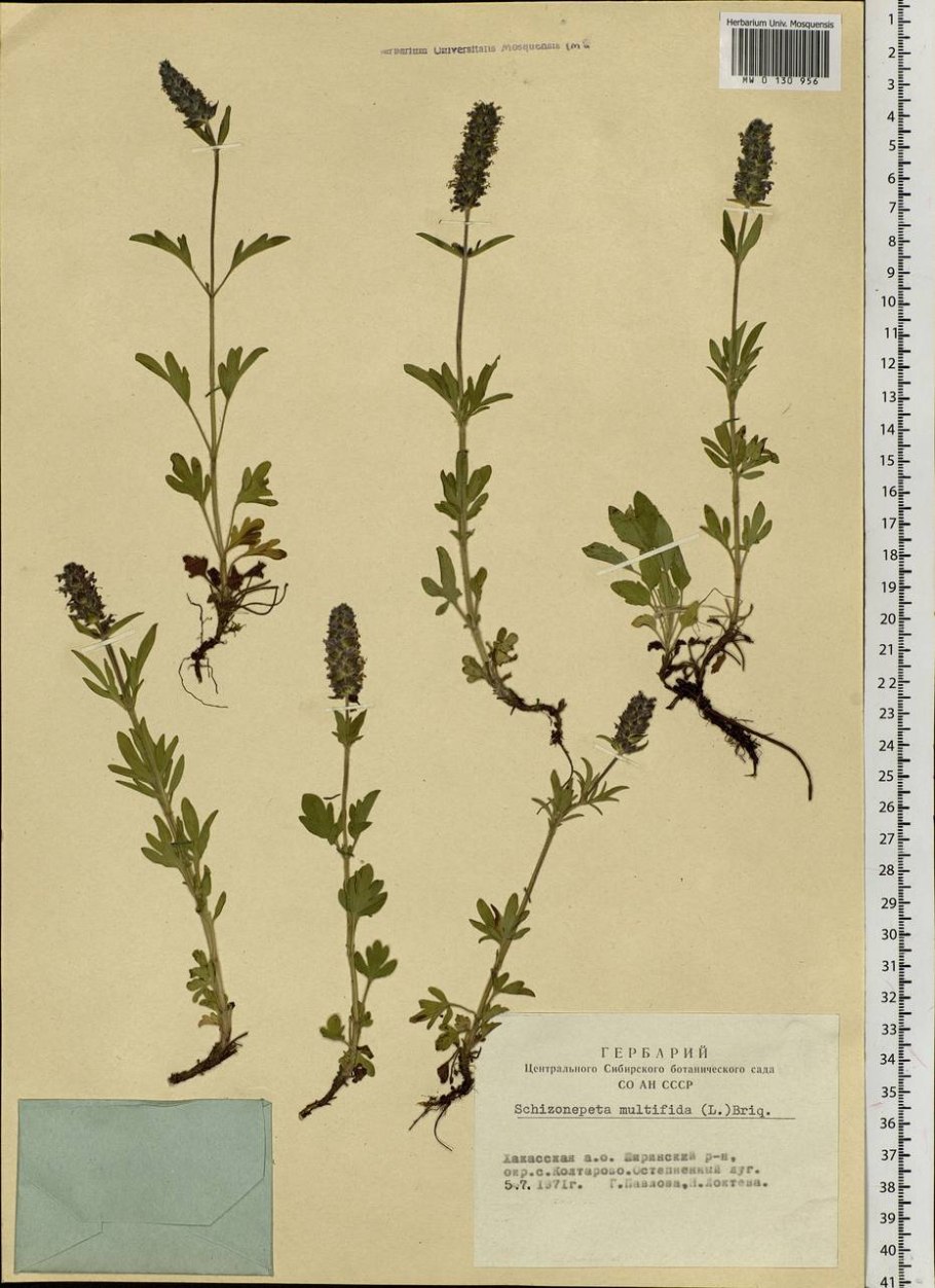 Шизонепета многонадрезная