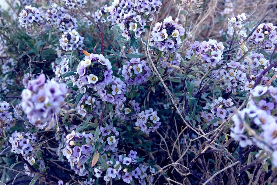 Иссоп шалфей